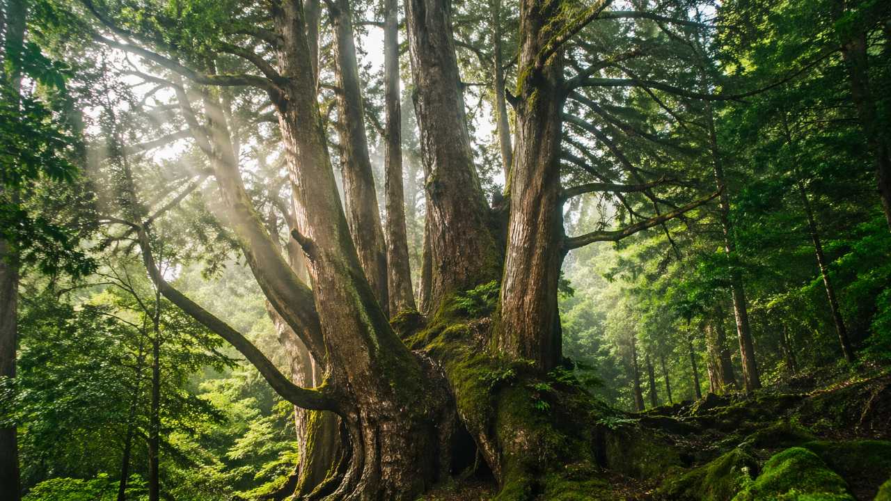 岐阜県の山あいにある神秘的な杉林、一本の巨大な根元から複数の幹が力強く空へ伸びる株杉の森