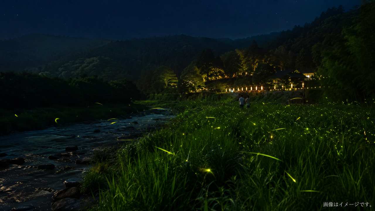 岐阜県土岐市の山あいの初夏の夜、川沿いの草むらにゲンジボタルが淡い黄緑色の光を放ちながら舞い、遠くに竹灯りがやさしく灯る幻想的な写真