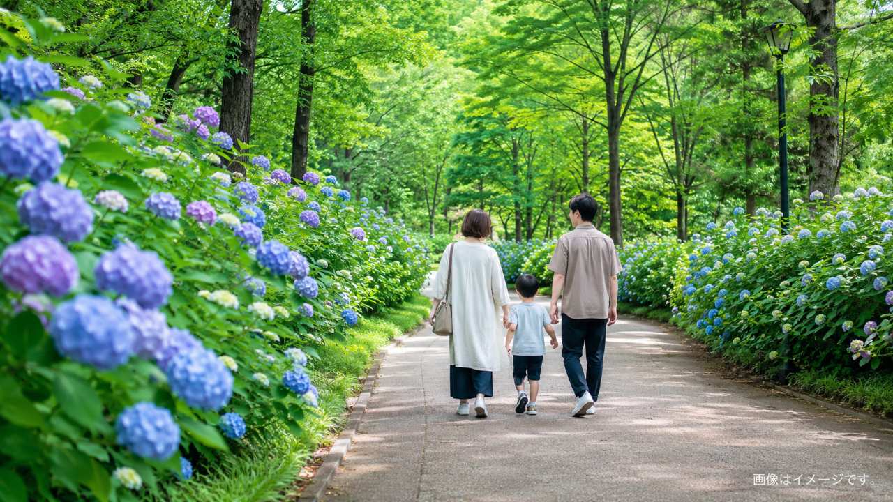 21世紀の森公園の散策路に咲くあじさいと、家族連れがゆっくり歩く初夏の実写風写真