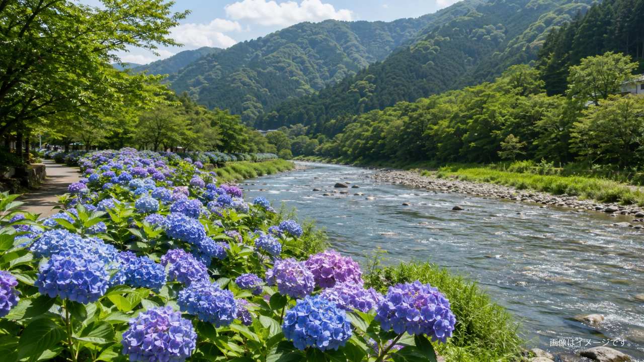 岐阜県関市板取の初夏、板取川沿いに続くあじさいロードに青紫のあじさいが咲き誇り